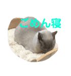 トンキニーズのカフェにゃん王子（個別スタンプ：22）
