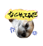 かわいいかわいいこたろう（個別スタンプ：1）
