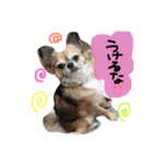 かわいいかわいいこたろう（個別スタンプ：2）