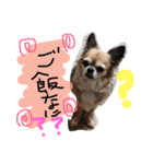 かわいいかわいいこたろう（個別スタンプ：6）