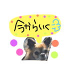 かわいいかわいいこたろう（個別スタンプ：8）