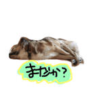 かわいいかわいいこたろう（個別スタンプ：10）