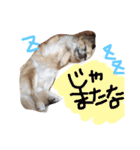 かわいいかわいいこたろう（個別スタンプ：11）