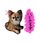 かわいいかわいいこたろう（個別スタンプ：15）