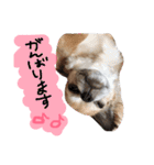 かわいいかわいいこたろう（個別スタンプ：16）