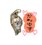 かわいいかわいいこたろう（個別スタンプ：21）