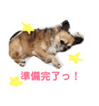 かわいいかわいいこたろう（個別スタンプ：22）