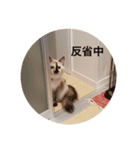 りんべる01（個別スタンプ：6）
