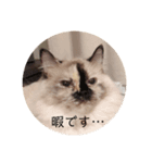 りんべる01（個別スタンプ：7）