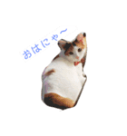 保護猫 ごまとうめの日常（個別スタンプ：1）