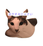 保護猫 ごまとうめの日常（個別スタンプ：2）