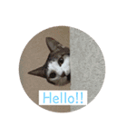 保護猫 ごまとうめの日常（個別スタンプ：3）