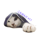 保護猫 ごまとうめの日常（個別スタンプ：4）