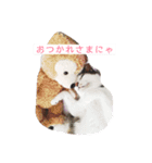 保護猫 ごまとうめの日常（個別スタンプ：5）