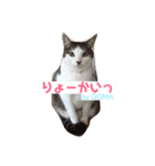 保護猫 ごまとうめの日常（個別スタンプ：6）