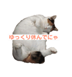 保護猫 ごまとうめの日常（個別スタンプ：7）