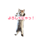 保護猫 ごまとうめの日常（個別スタンプ：8）