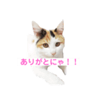 保護猫 ごまとうめの日常（個別スタンプ：9）