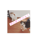 保護猫 ごまとうめの日常（個別スタンプ：10）