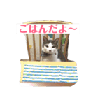 保護猫 ごまとうめの日常（個別スタンプ：11）