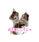 保護猫 ごまとうめの日常（個別スタンプ：12）