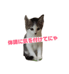保護猫 ごまとうめの日常（個別スタンプ：13）