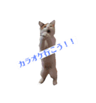 保護猫 ごまとうめの日常（個別スタンプ：16）