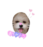 まろんくん！（個別スタンプ：1）