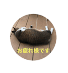 アレンとケビンと時々ロク（個別スタンプ：3）