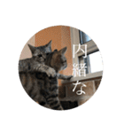 アレンとケビンと時々ロク（個別スタンプ：9）