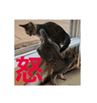 アレンとケビンと時々ロク（個別スタンプ：10）
