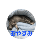 アレンとケビンと時々ロク（個別スタンプ：11）