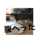 アレンとケビンと時々ロク（個別スタンプ：16）