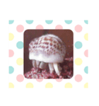 やどかりくん（個別スタンプ：5）