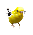 セキセイインコ るち（個別スタンプ：1）