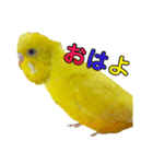 セキセイインコ るち（個別スタンプ：2）