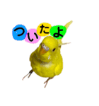 セキセイインコ るち（個別スタンプ：4）