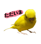 セキセイインコ るち（個別スタンプ：5）