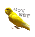 セキセイインコ るち（個別スタンプ：6）
