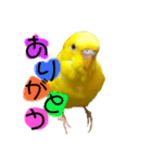 セキセイインコ るち（個別スタンプ：7）