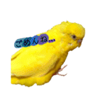 セキセイインコ るち（個別スタンプ：8）