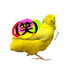 セキセイインコ るち（個別スタンプ：9）
