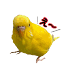 セキセイインコ るち（個別スタンプ：10）