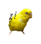 セキセイインコ るち（個別スタンプ：11）
