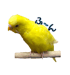 セキセイインコ るち（個別スタンプ：12）