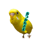 セキセイインコ るち（個別スタンプ：13）