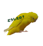 セキセイインコ るち（個別スタンプ：14）