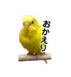 セキセイインコ るち（個別スタンプ：15）