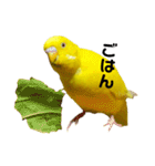 セキセイインコ るち（個別スタンプ：16）