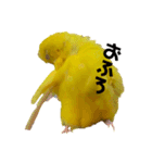 セキセイインコ るち（個別スタンプ：17）